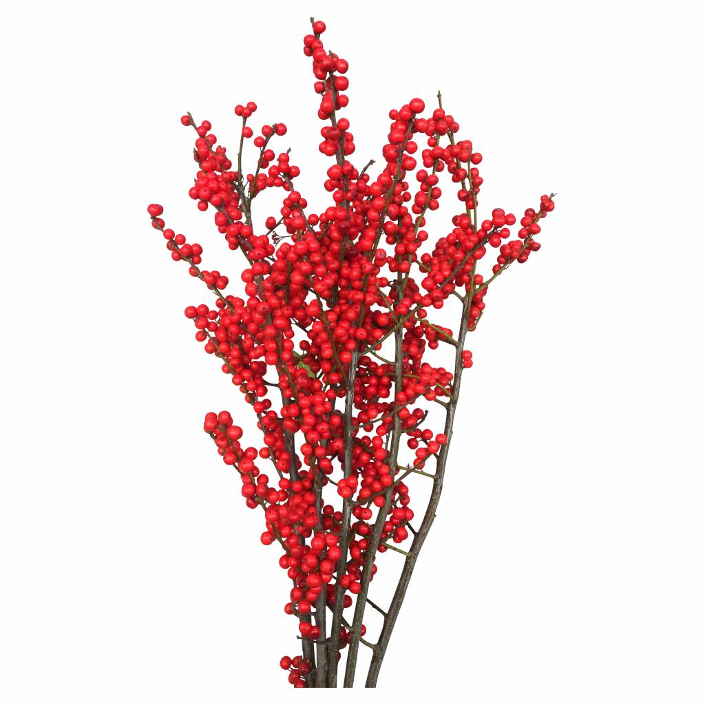 5 Ilex Rot 5 Ilex Rot