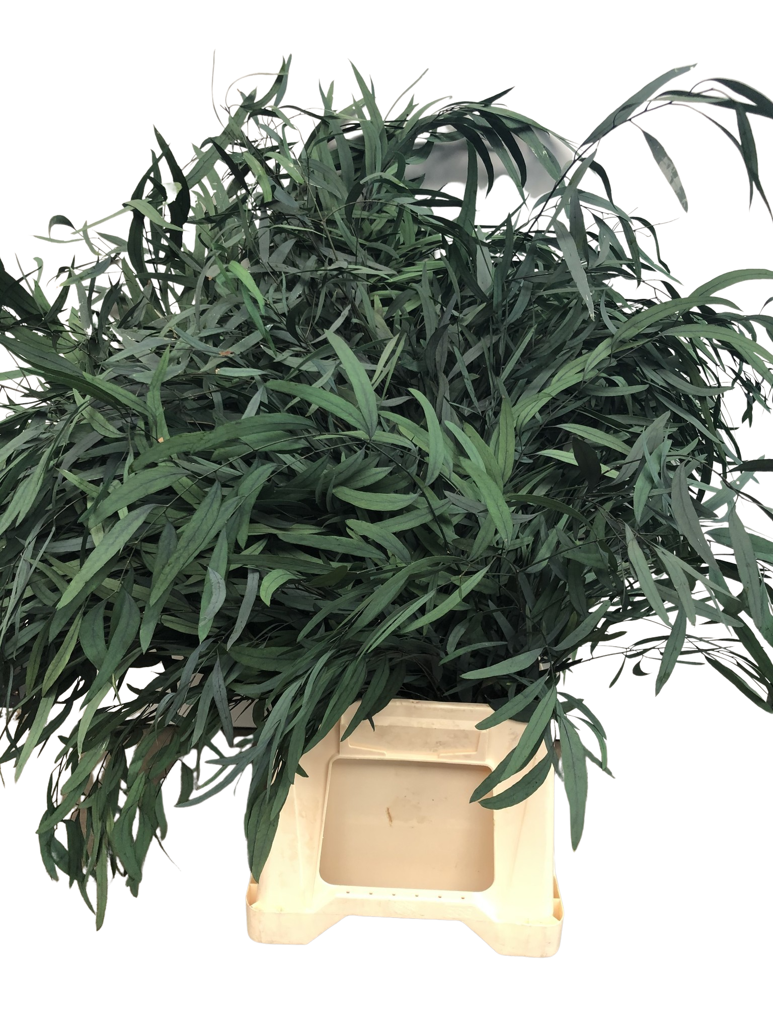 Eucalyptus Nicoli stabilisiert  