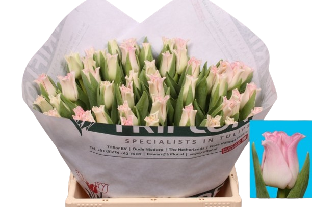 10 Tulpen Crown of Dynasty 10 Tulpen Crown of Dynasty