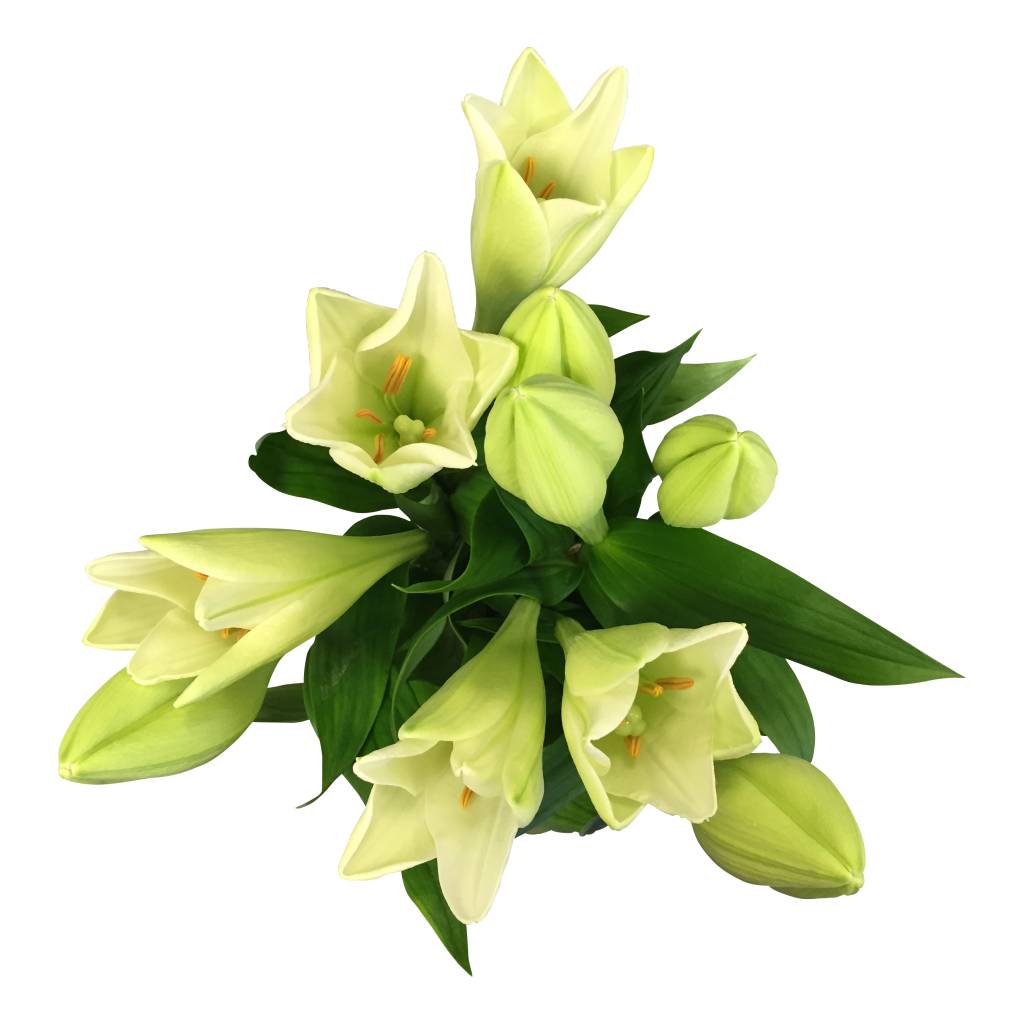 10 Lilien Watch up