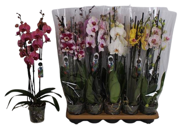 1 Topf Phalaenopsis Überraschung Farbe