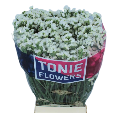 10 Statice Limonium sinuatum White Starlight Wings