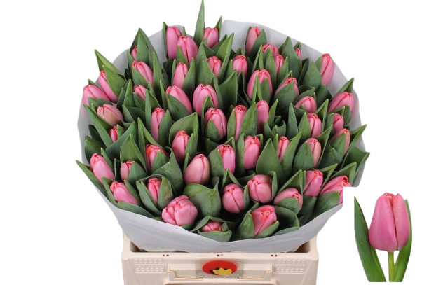 10 Tulpen Tresor 10 Tulpen Tresor
