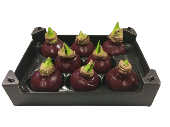 1 Amarylliszwiebel in dunkelrotem Wachs – Elegante Blütenpracht ohne Pflege