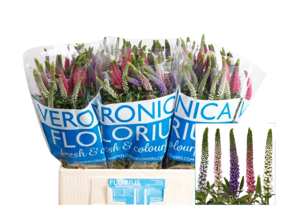 10 Veronika in gemischten Farben