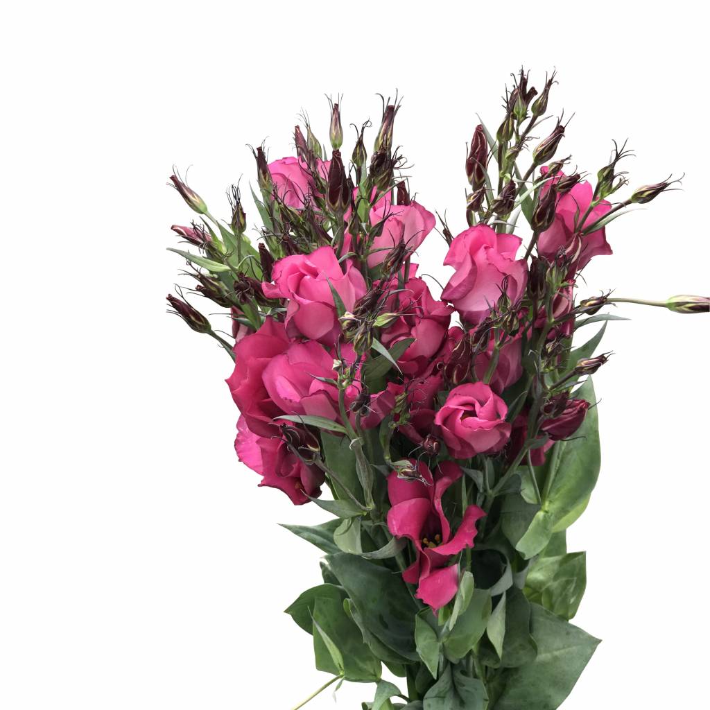 10 Eustoma Adom (Pink)