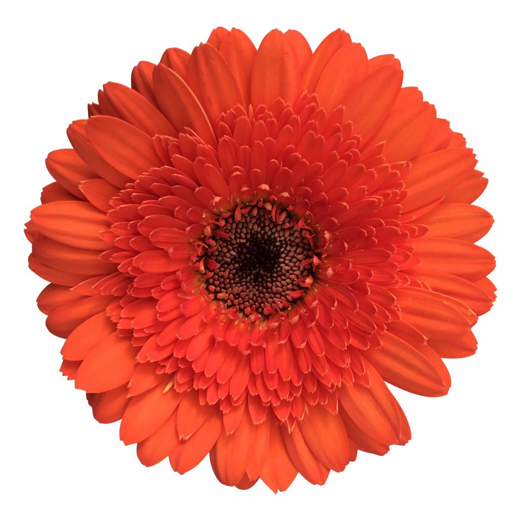 10 Mini Gerbera Harley (Orange)