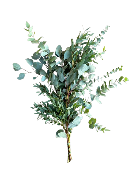 1 Bund Eucalyptus gemischt 