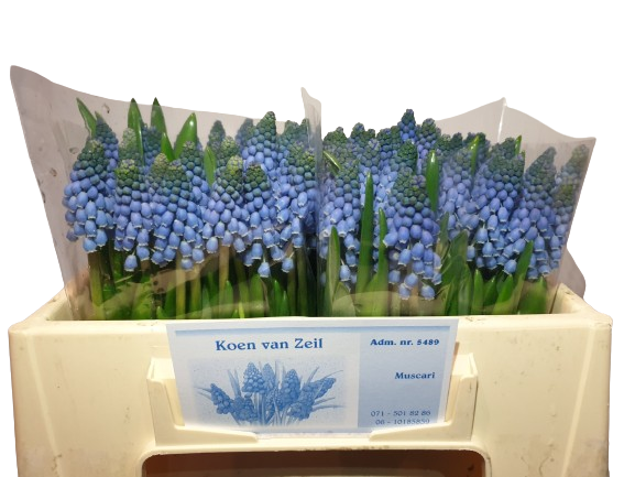 1 Bund Muscari Carola 1 Bund Muscari Carola