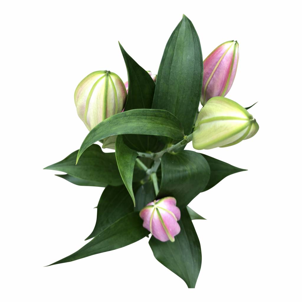 10 Lilien Pico