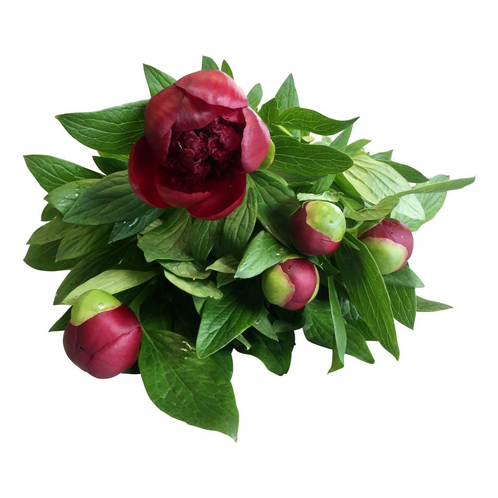 5 Pfingstrosen Red Charm  (Rot) 5 Pfingstrosen Red Charm  (Rot)