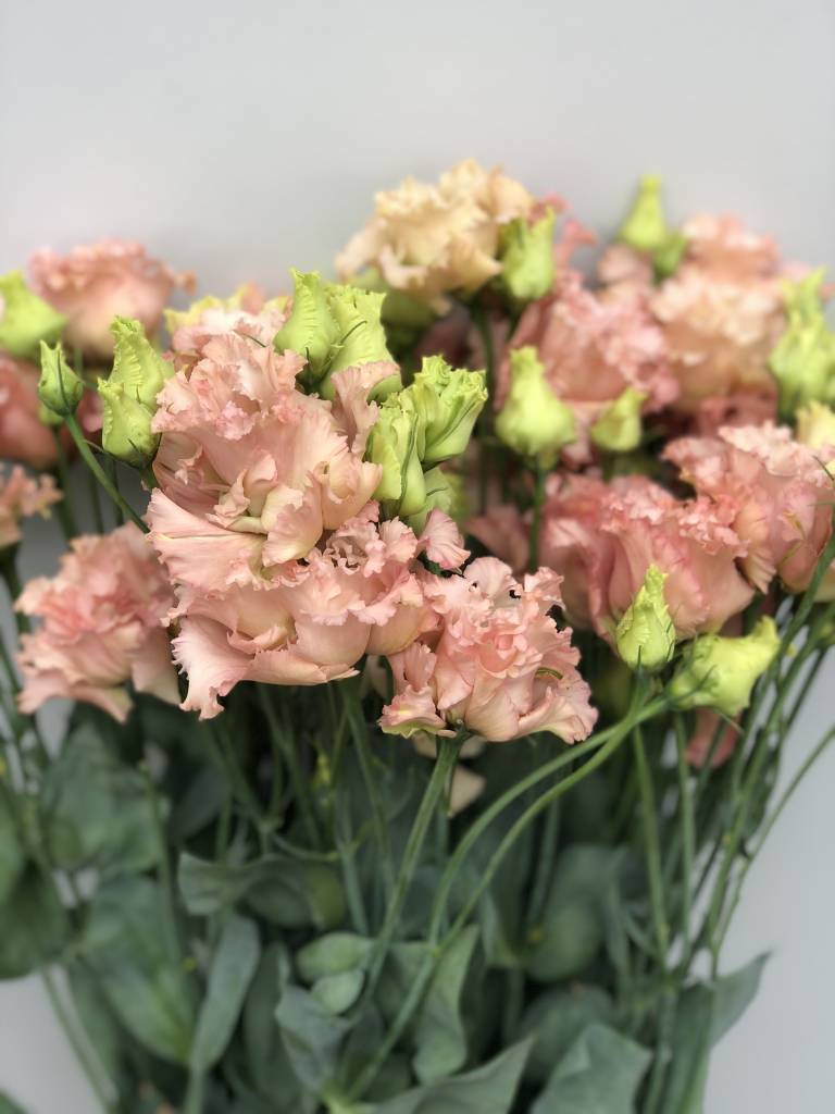 10 Eustoma Alissa Aprico 10 Eustoma Alissa Aprico