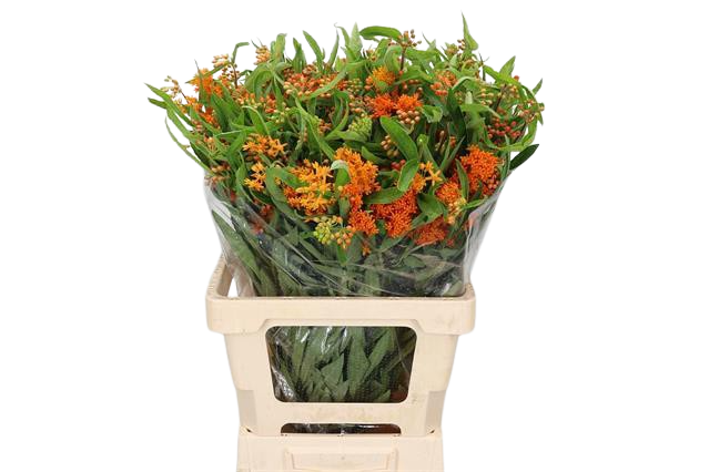 10 Stiele Asclepia Tuberosa (Orange)
