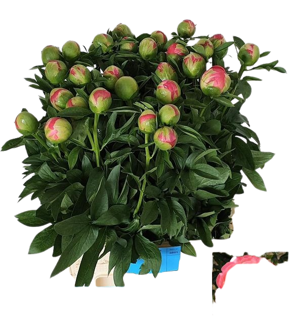 5 Pfingstrosen Coral Sunset (Lachs)