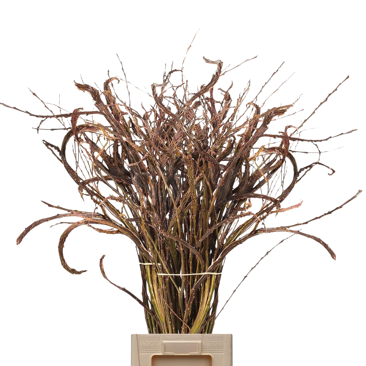 10 Stiele Salix Udensis Sekka Bandweide