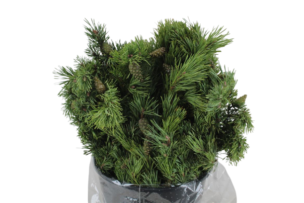 1 Bund Pinus Mugo Bergkiefer 1 Bund Pinus Mugo Bergkiefer