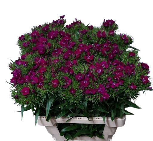 10 Bartnelken Pink 10 Bartnelken Pink