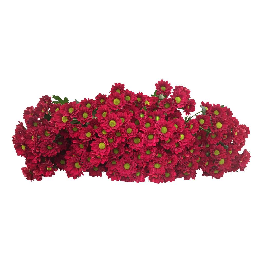 5 Santini Adora (Rot)