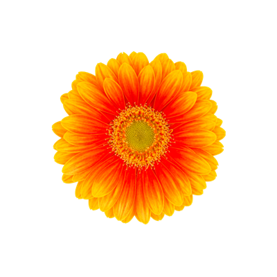 10 Mini Gerbera Anita 10 Mini Gerbera Anita