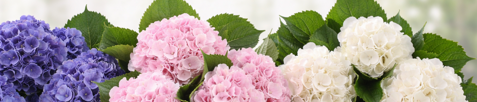 Zarte Hortensien für besondere Momente