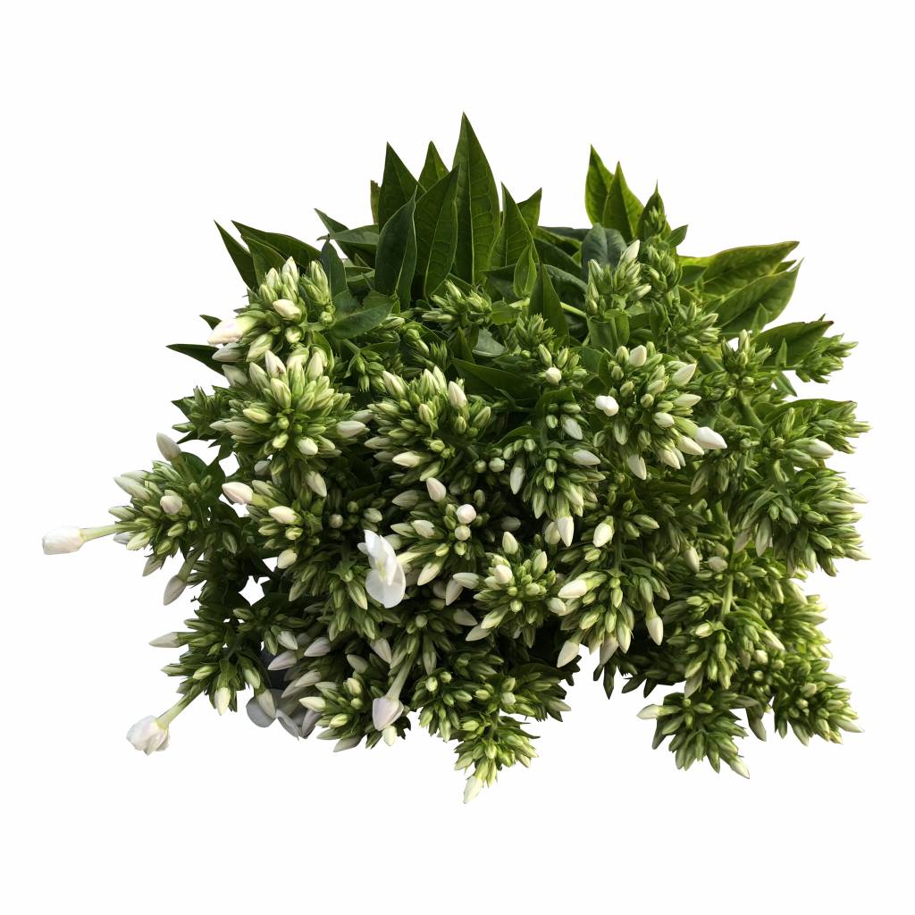 10 Phlox Rembrandt (Weiß)