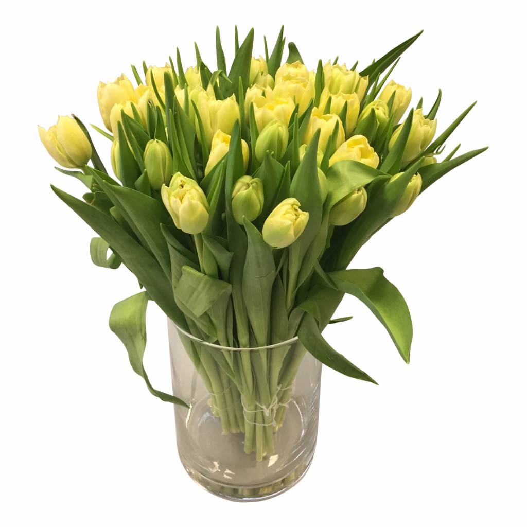 10 Tulpen Verona (Gefüllt)