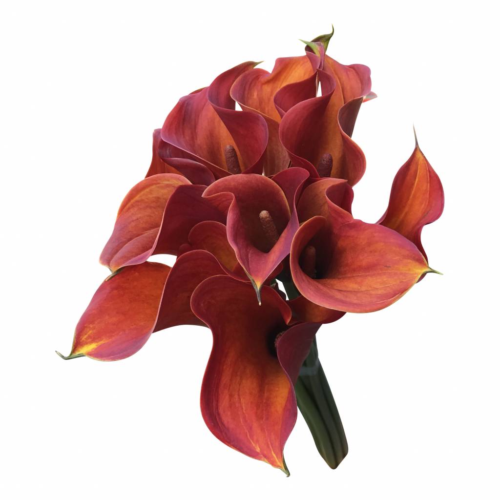 10 Calla Capt Safari (Orange)
