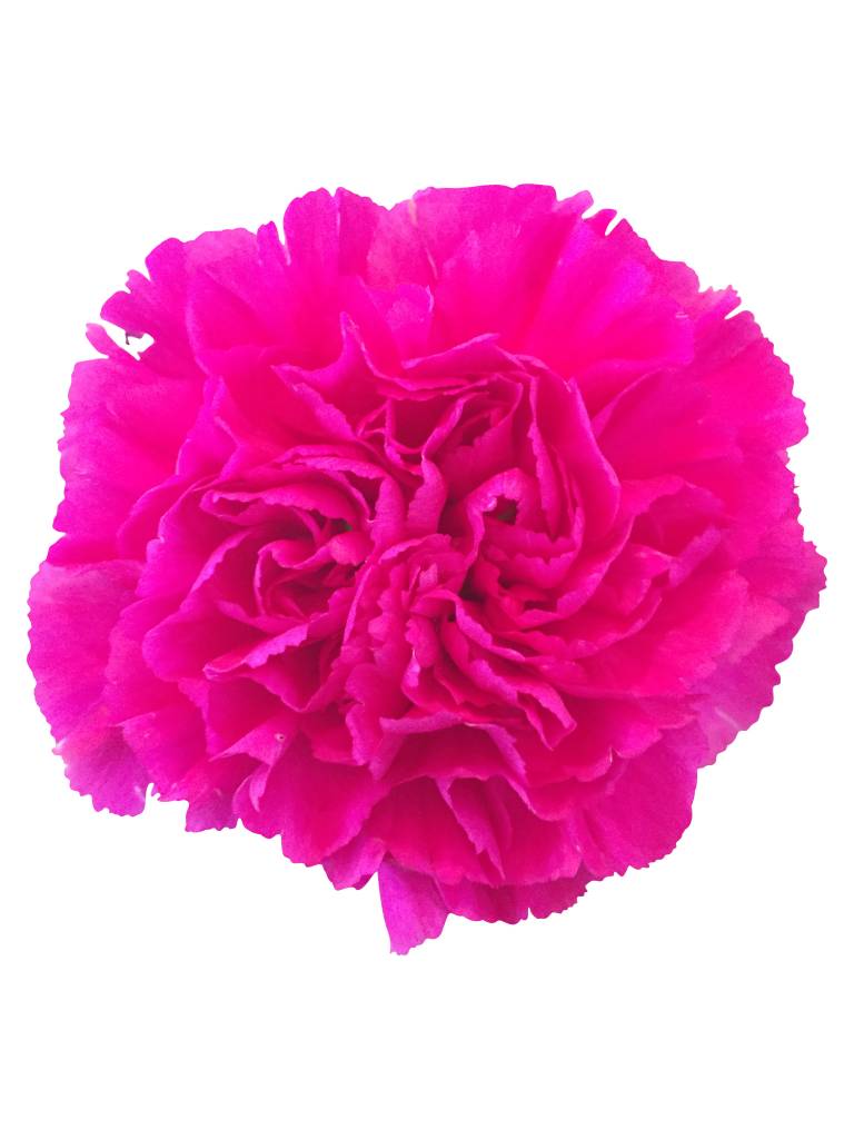 10 Edelnelken Pink