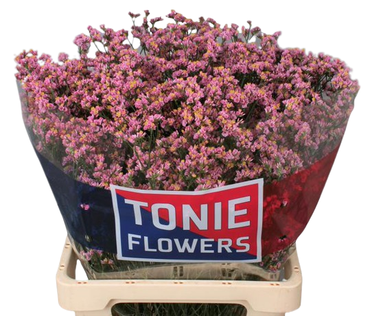 10 Statice Limonium Sinense Anouchka Diamond 10 Statice Limonium Sinense Anouchka Diamond