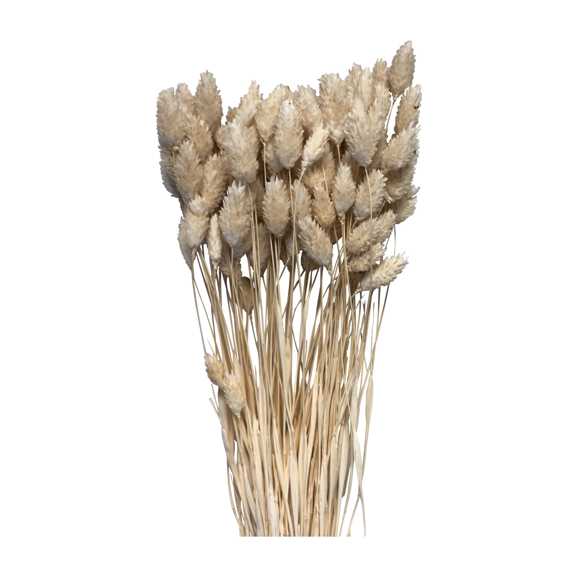 Phalaris getrocknet     