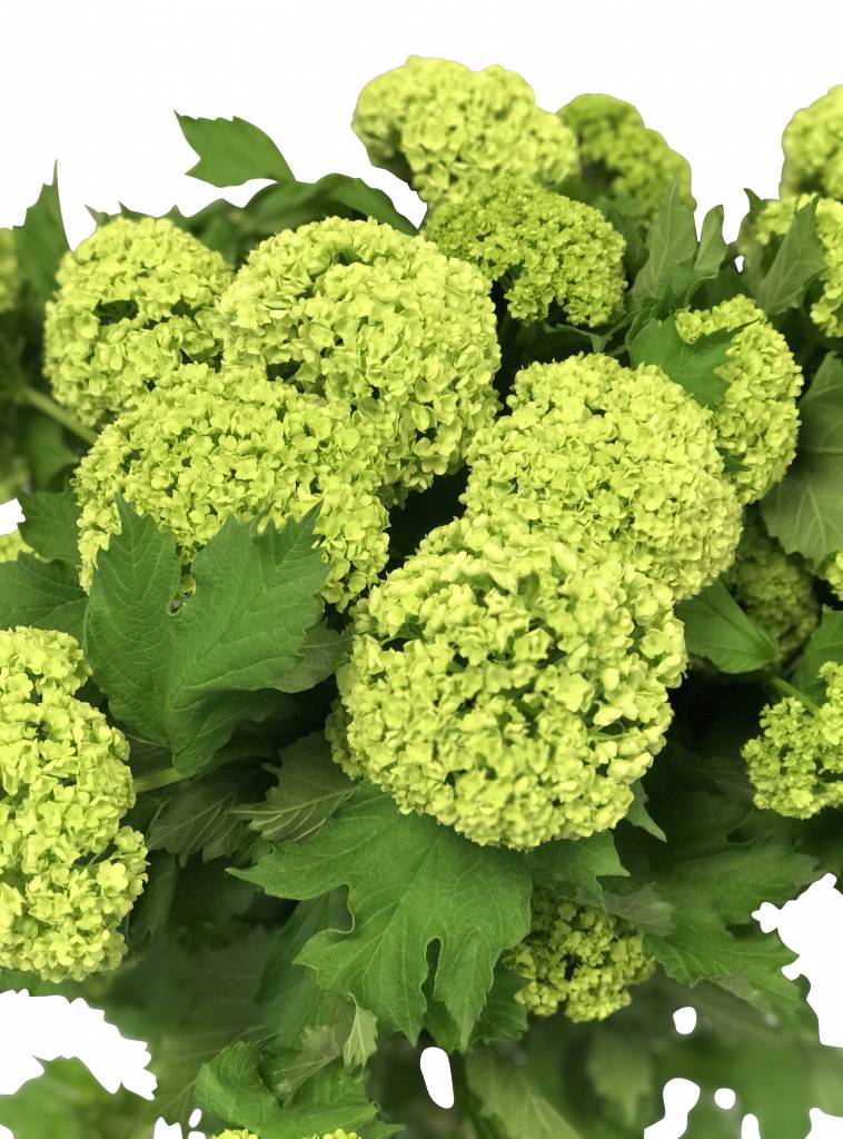 10 Schneeball Viburnum
