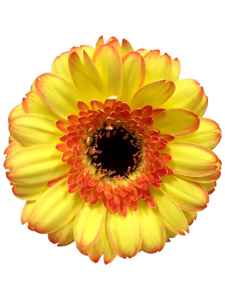 10 Mini Gerbera Bandola (Gelb-Rot)