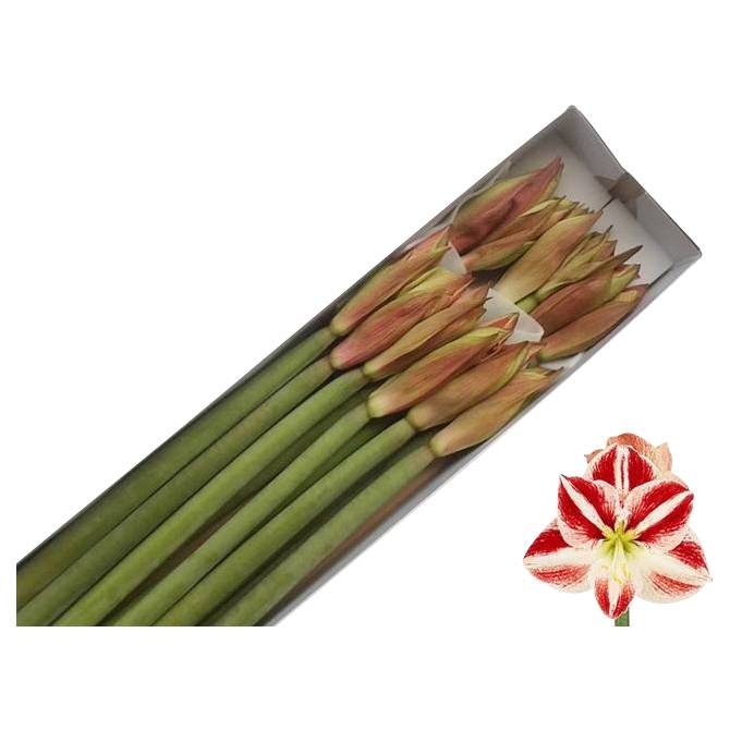 Amaryllis Clown