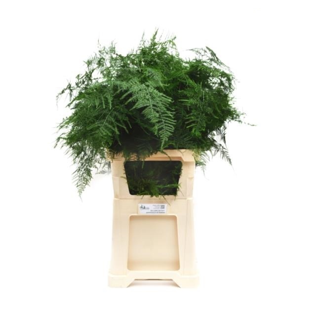 10 Stiele Asparagus Setaceus