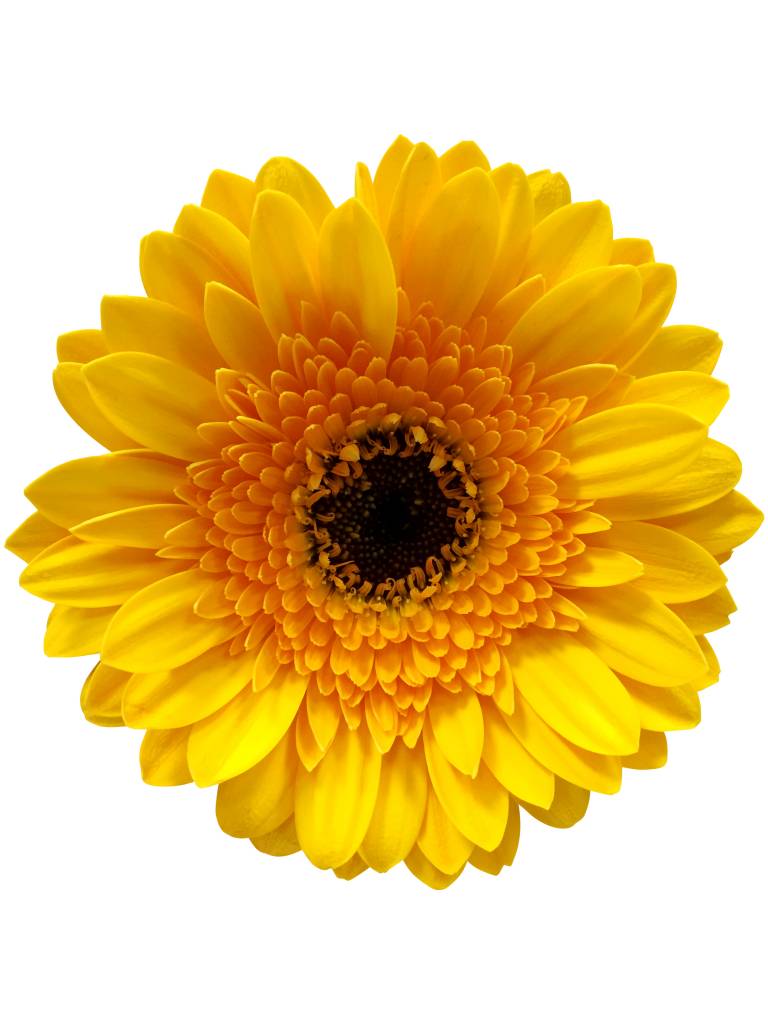 10 Mini Gerbera Daivdson (Gelb)