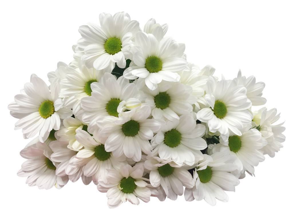 5 Chrysanthemen Bacardi  (Weiß)