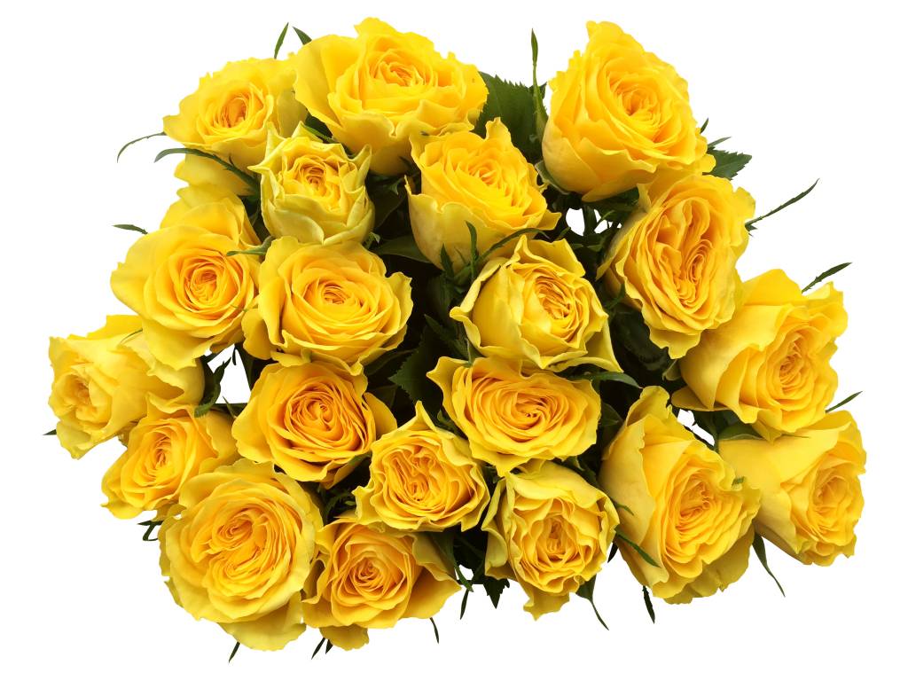 100 Rosen Gelb Solero