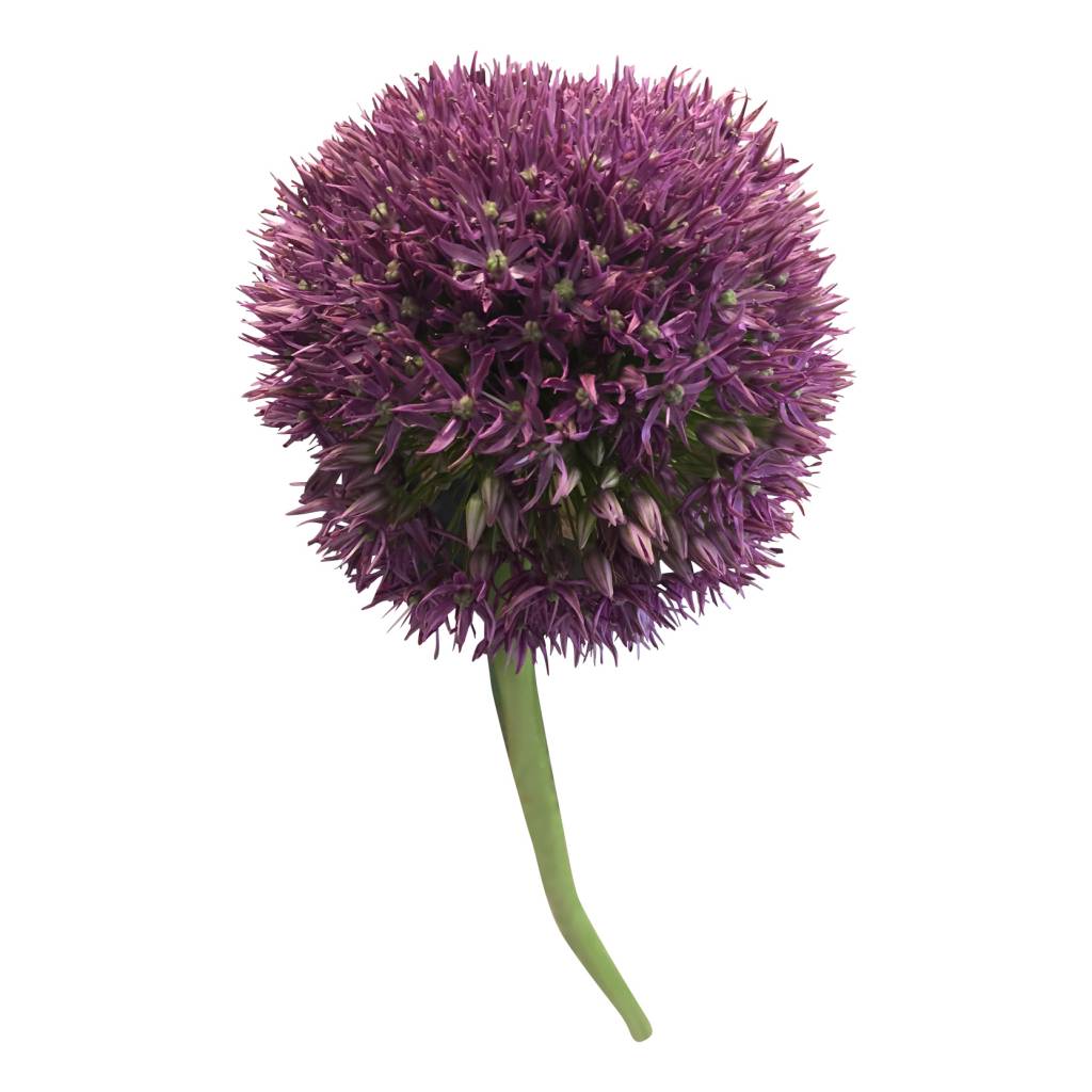 5 Allium 5 Allium