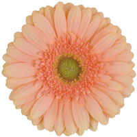 25 Gerbera Pre-Extase (Apricot)