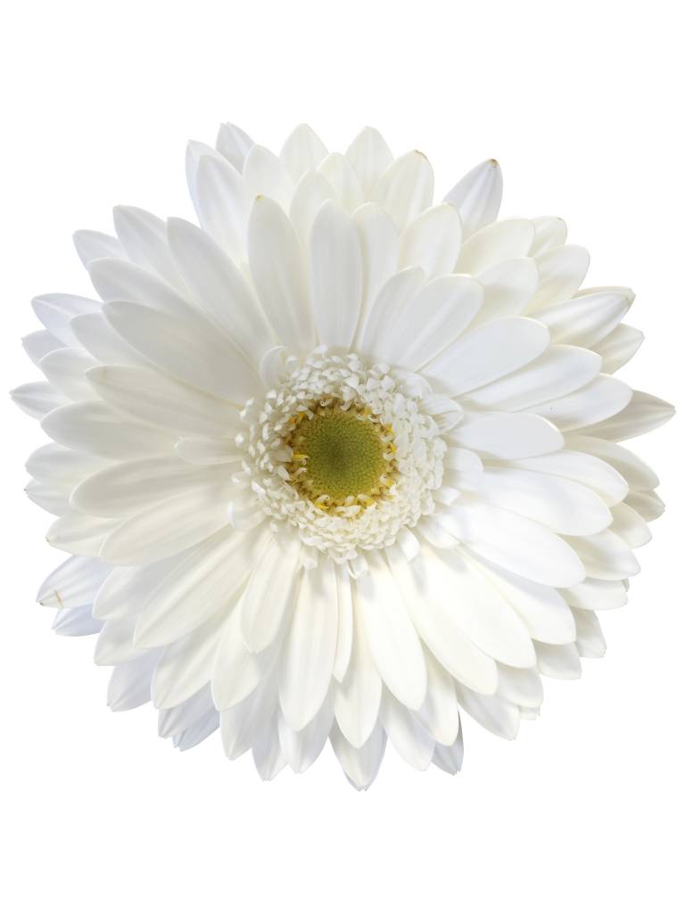 25 Gerbera Swanlake (Weiß)