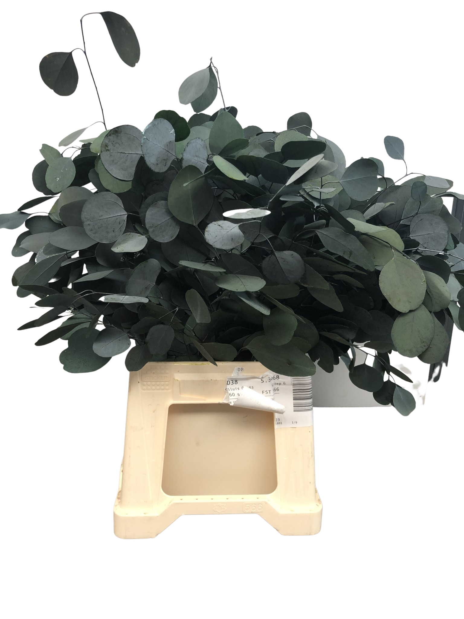 Eucalyptus Popolus stabilisiert Eucalyptus Popolus stabilisiert