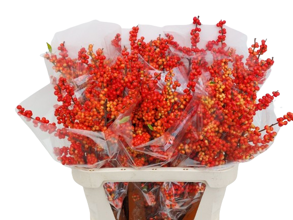 5 Ilex Oudijk's Orange 5 Ilex Oudijk's Orange