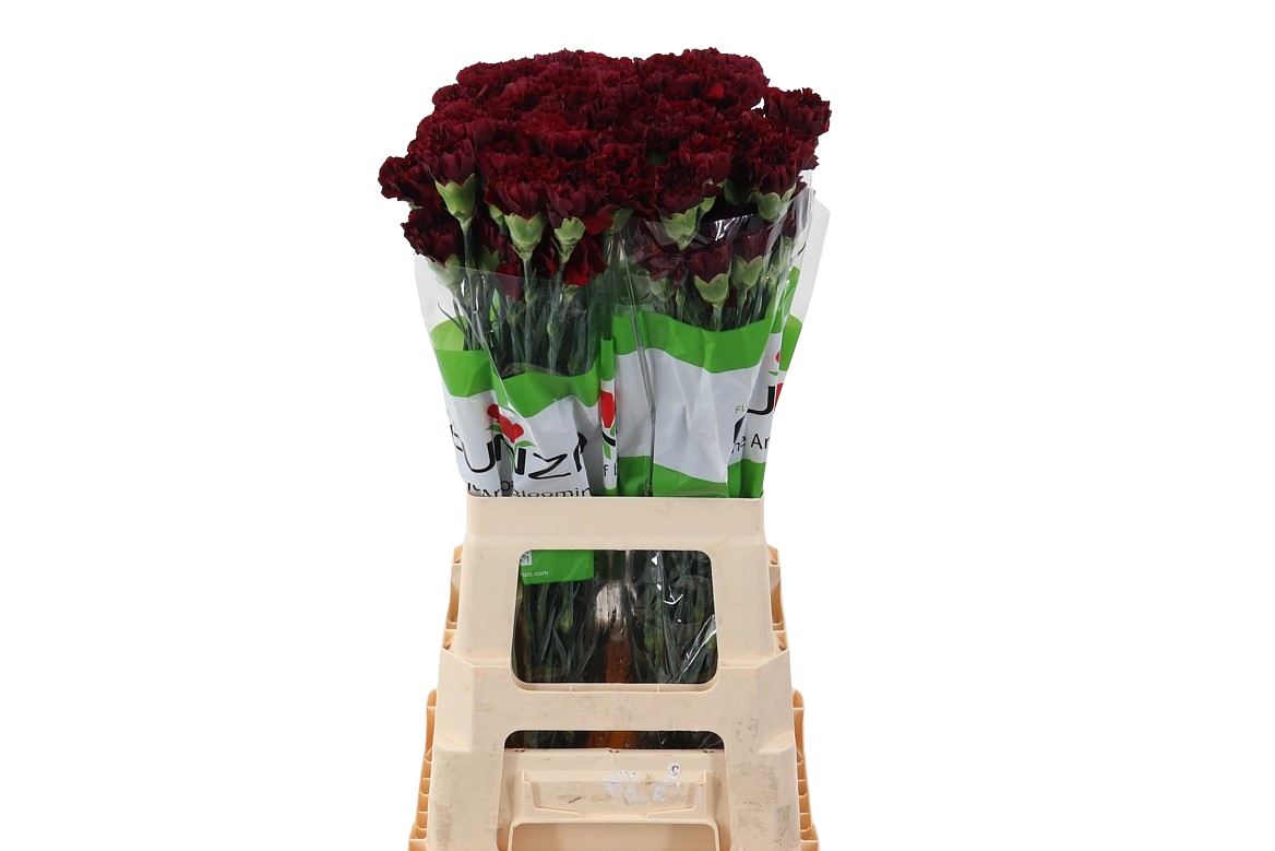 10 Edelnelken Zurigo 10 Edelnelken Zurigo