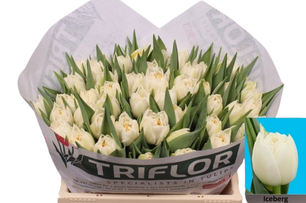 10 Tulpen Iceberg 10 Tulpen Iceberg