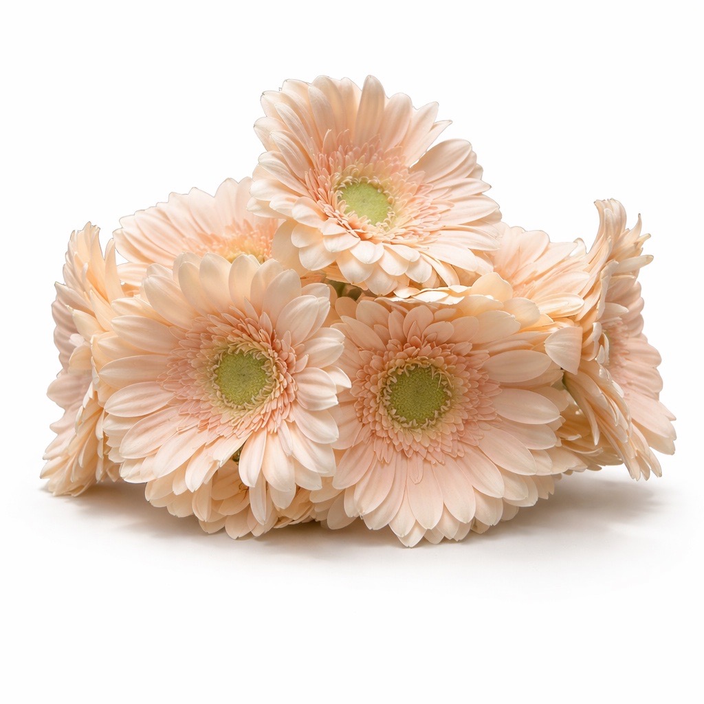 10 Mini Gerbera Moet