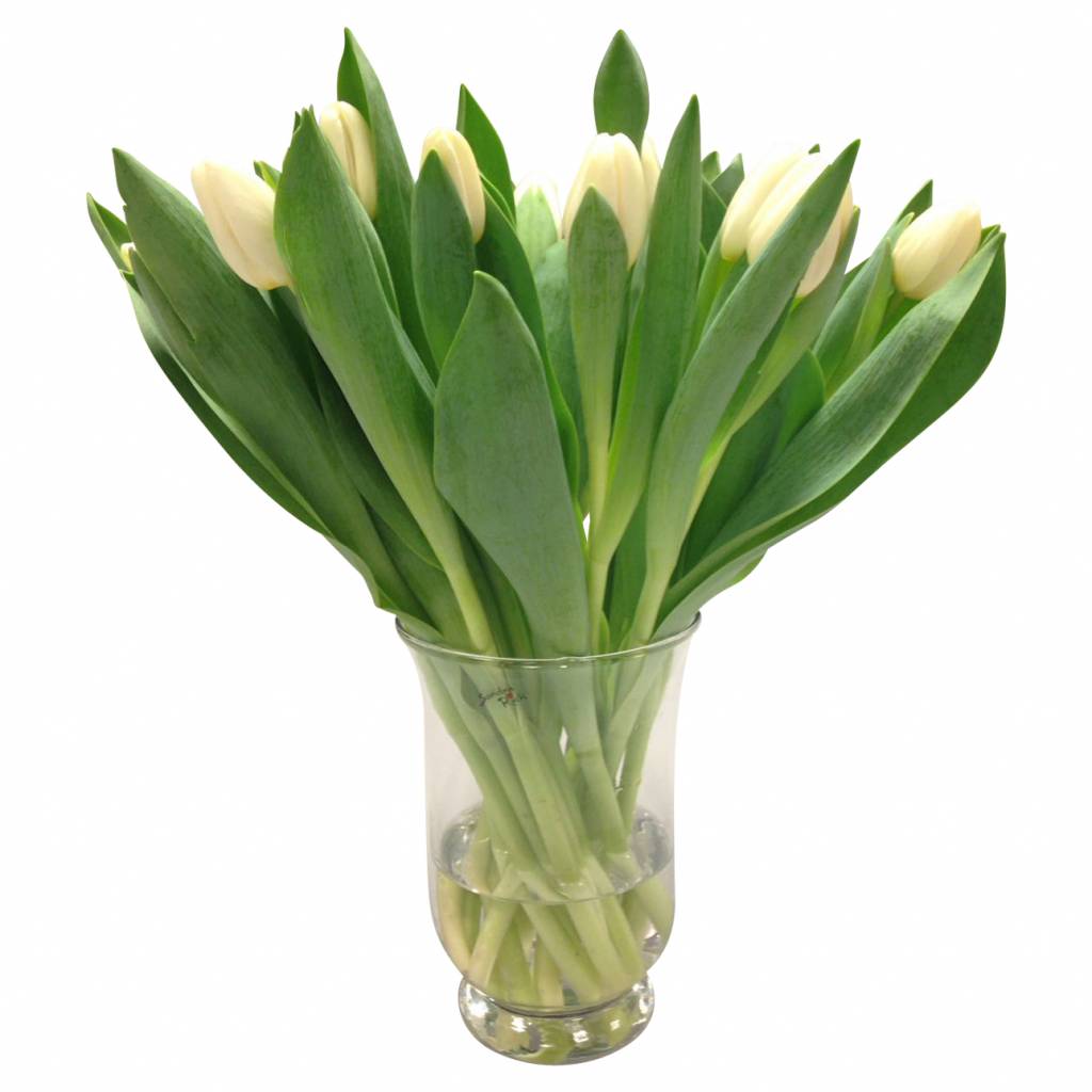 10 Tulpen Antarctica 10 Tulpen Antarctica