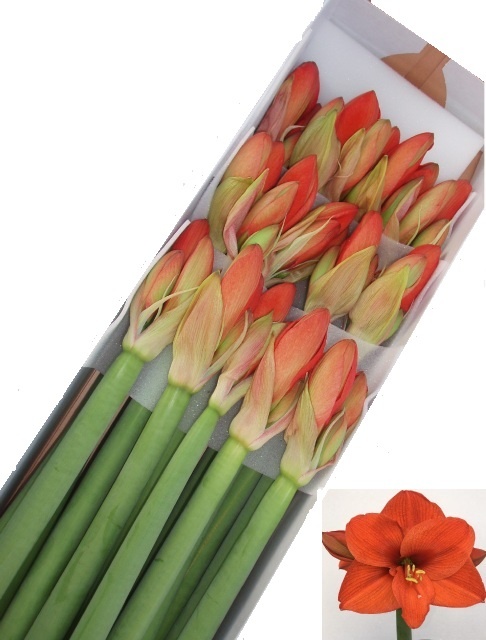 Amaryllis Naranja