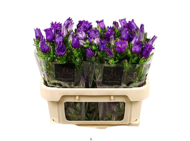 10 Stiele Campanula Champion Blue