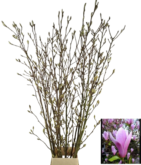 Magnolienzweige rosa-weiß per Stiel 