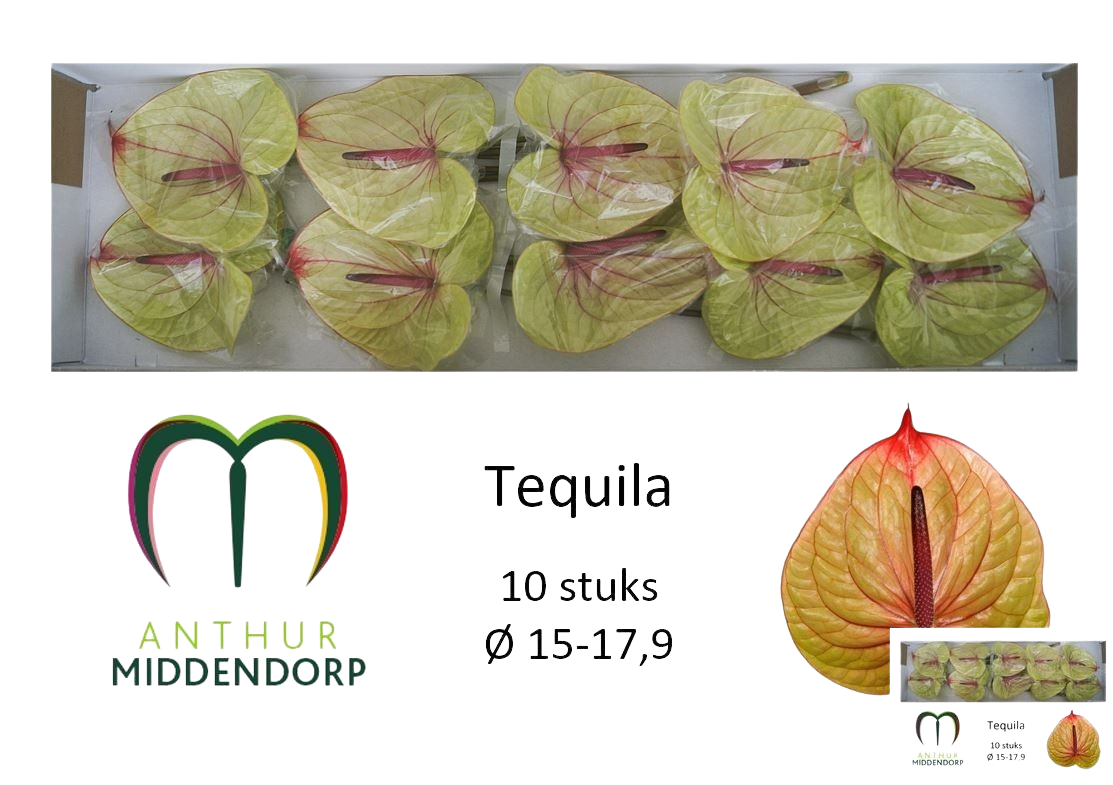 10 Anthurie Tequila 10 Anthurie Tequila